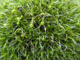 Attēlu rezultāti vaicājumam “Grimmia pulvinata”