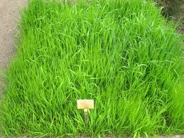 Attēlu rezultāti vaicājumam “Brachypodium pinnatum”