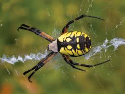 Image result for spider