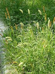 Attēlu rezultāti vaicājumam “Setaria viridis”