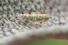 Attēlu rezultāti vaicājumam “Eupteryx vittata”