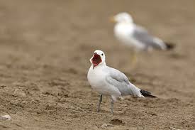 Image result for Larus audouinii