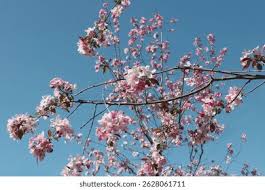 Attēlu rezultāti vaicājumam “Malus purpurea flower”