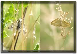 Attēlu rezultāti vaicājumam “Sitochroa verticalis”