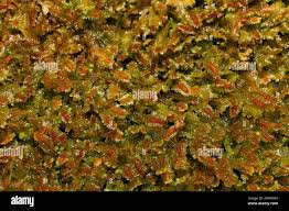 Attēlu rezultāti vaicājumam “Diplophyllum albicans”