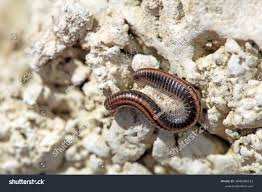 Attēlu rezultāti vaicājumam “Ommatoiulus sabulosus aimatopodus”