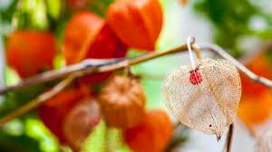 Image result for Lampionblume