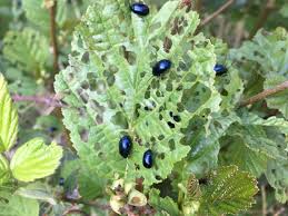 Attēlu rezultāti vaicājumam “Agelastica alni larva”