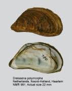 Attēlu rezultāti vaicājumam “Dreissena polymorpha”