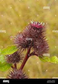 Attēlu rezultāti vaicājumam “Arctium nemorosum”