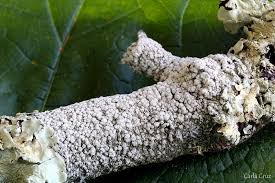 Attēlu rezultāti vaicājumam “Pertusaria amara”