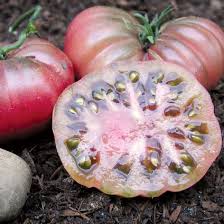 Afbeeldingsresultaat voor purple calabash tomato