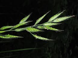 Attēlu rezultāti vaicājumam “Bromus hordeaceus subsp. hordaceus”