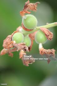 Attēlu rezultāti vaicājumam “Taphrina padi”