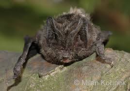 Attēlu rezultāti vaicājumam “Barbastella barbastellus”