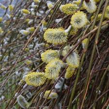 Attēlu rezultāti vaicājumam “Salix caprea”