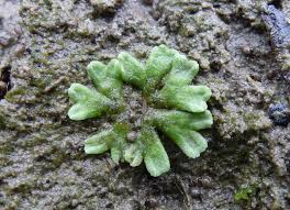 Attēlu rezultāti vaicājumam “Riccia bifurca”