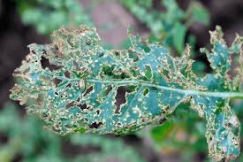 Attēlu rezultāti vaicājumam “Alticinae”