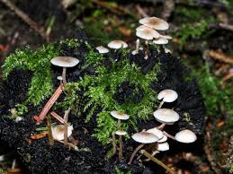 Attēlu rezultāti vaicājumam “Collybia cirrhata”