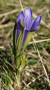 Attēlu rezultāti vaicājumam “Gentiana pneumonanthe”