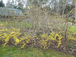 Attēlu rezultāti vaicājumam “Forsythia”