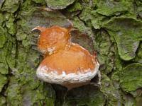 Attēlu rezultāti vaicājumam “Postia leucomallella”