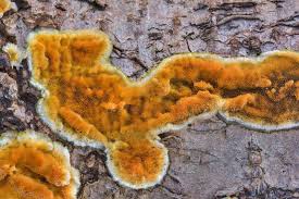 Attēlu rezultāti vaicājumam “Steccherinum ochraceum”