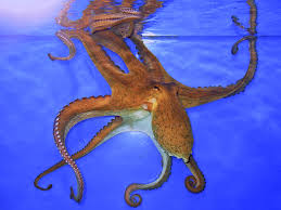 Image result for Octopus vulgaris