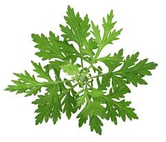 Image result for Artemisia annua