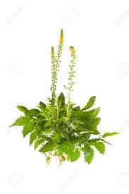Image result for Agrimonia eupatoria
