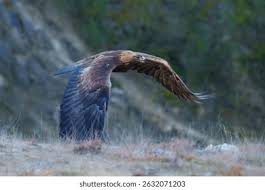 Attēlu rezultāti vaicājumam “Aquila chrysaetos adult”