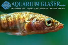 Attēlu rezultāti vaicājumam “Gasterosteus aculeatus”