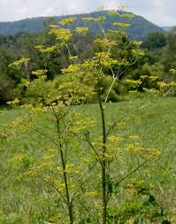 Attēlu rezultāti vaicājumam “Pastinaca sativa”