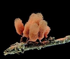 Attēlu rezultāti vaicājumam “Arcyria denudata”