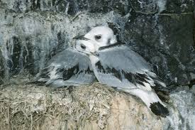 Attēlu rezultāti vaicājumam “Rissa tridactyla nest”