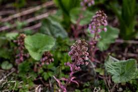 Attēlu rezultāti vaicājumam “Petasites hybridus flower”