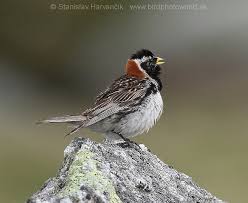 Image result for Calcarius lapponicus