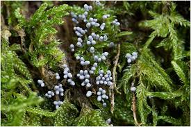 Attēlu rezultāti vaicājumam “Arcyria cinerea”