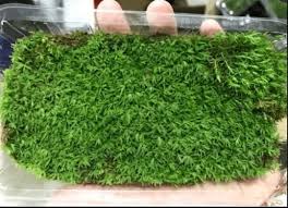 Attēlu rezultāti vaicājumam “Atrichum undulatum sporophyte”