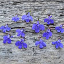 Attēlu rezultāti vaicājumam “Lobelia erinus flower”