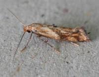 Attēlu rezultāti vaicājumam “Epermenia falciformis”