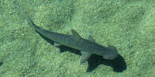 Image result for Sphyrna corona