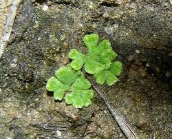 Attēlu rezultāti vaicājumam “Riccia glauca”