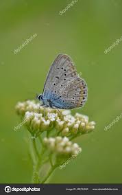 Attēlu rezultāti vaicājumam “Polyommatinae”