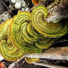 Attēlu rezultāti vaicājumam “Gloeoporus pannocinctus”