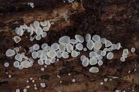 Attēlu rezultāti vaicājumam “Lachnum corticale”