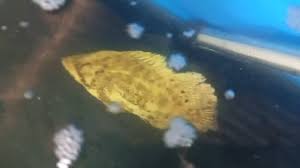 Image result for Lobotes surinamensis