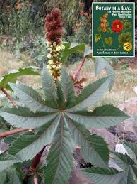 Attēlu rezultāti vaicājumam “Euphorbiaceae”