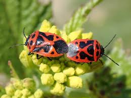 Attēlu rezultāti vaicājumam “Eurydema dominulus”