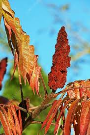Attēlu rezultāti vaicājumam “Rhus typhina leaf”